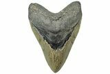 Serrated, Fossil Megalodon Tooth - North Carolina #311703-1